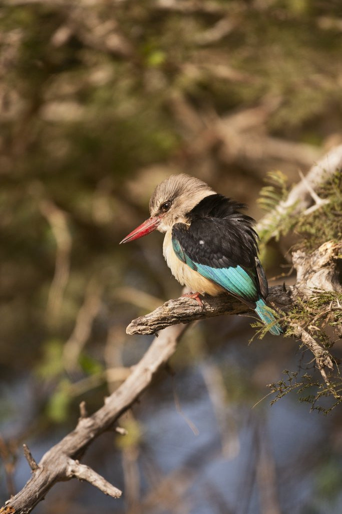 Detail of Brown-hooded Kingfisher by Anonymous