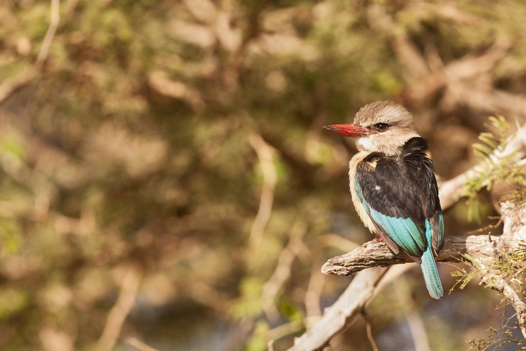 Detail of Brown-hooded Kingfisher by Anonymous