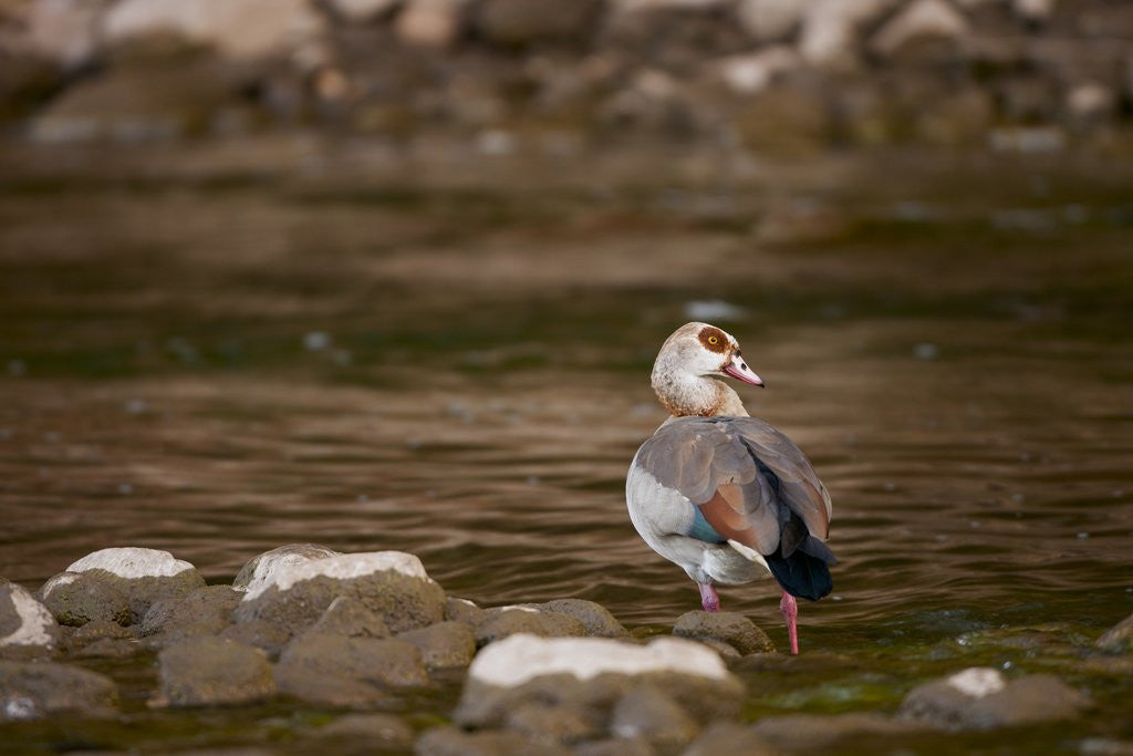 Detail of Egyptian Goose by Anonymous