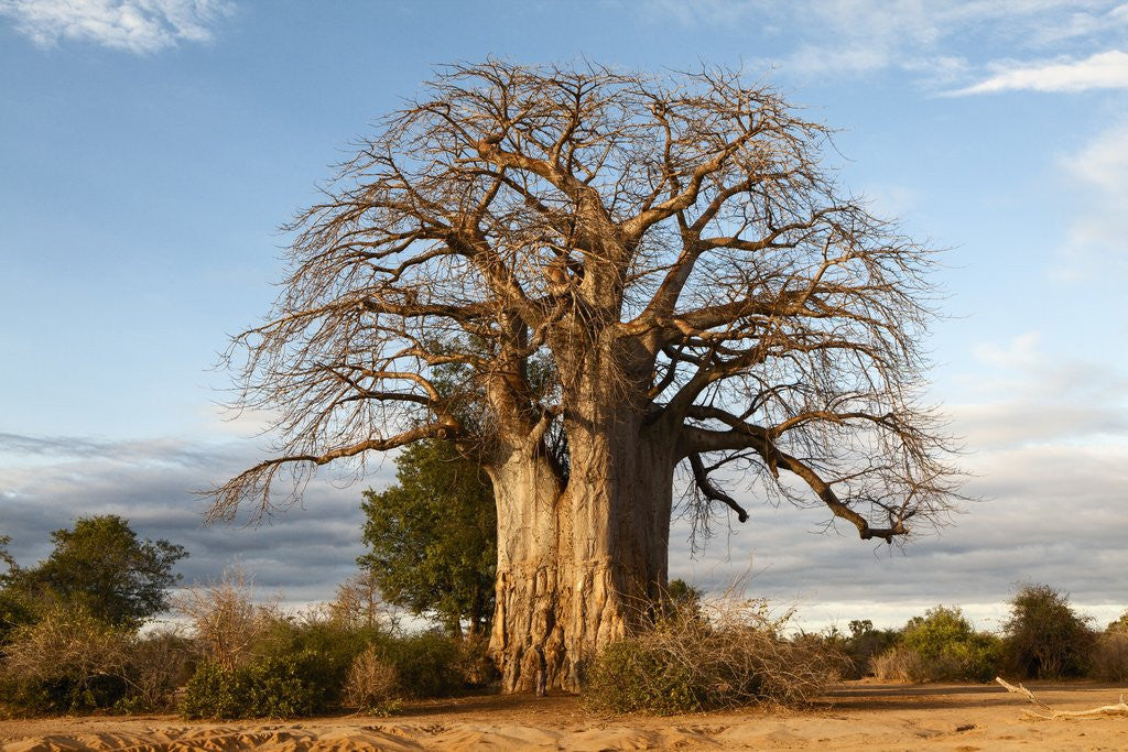 Detail of Baobab Tree by Corbis