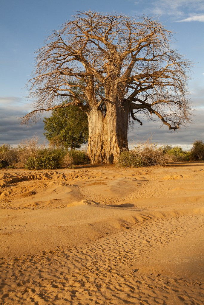Baobab Tree by Corbis