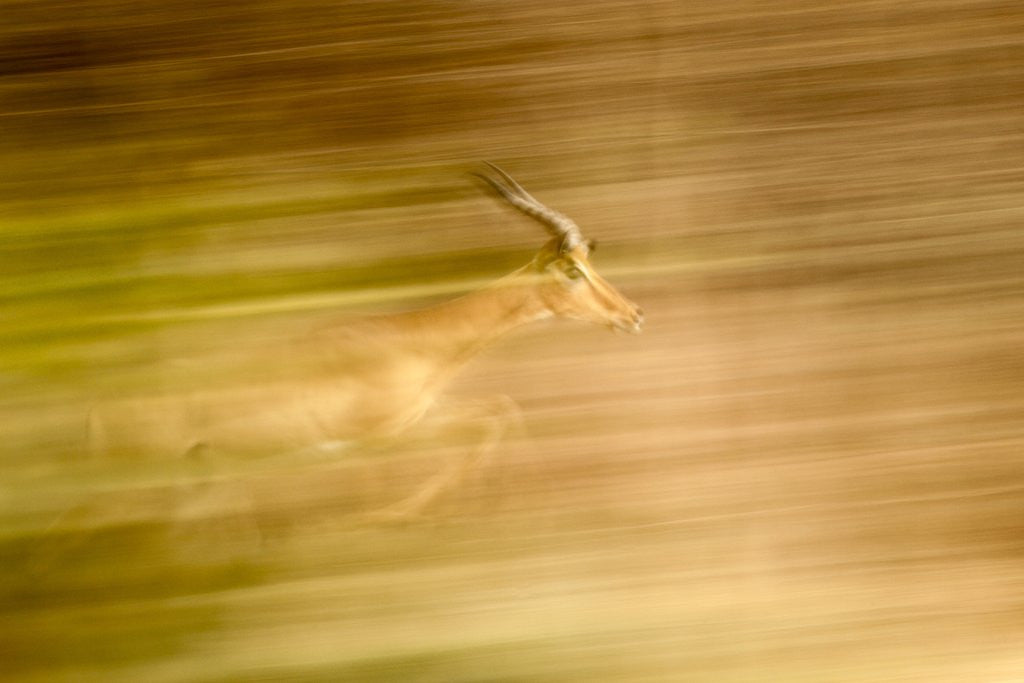 Detail of Male Impala in Motion by Anonymous