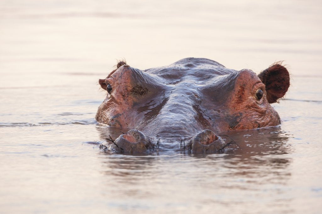 Detail of Hippopotamus by Corbis