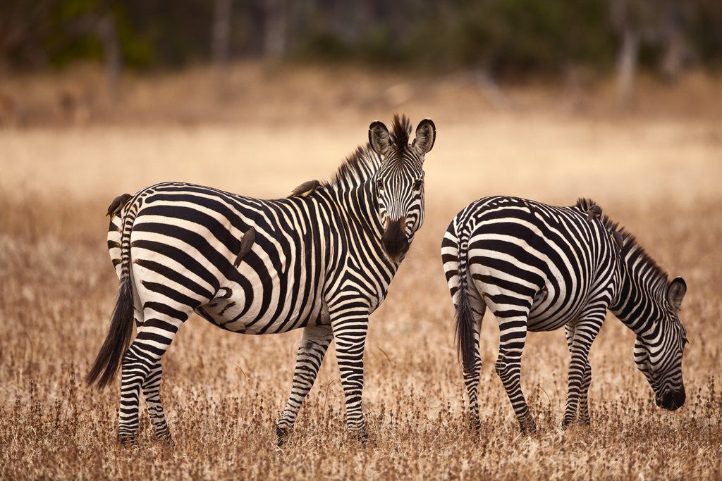 Detail of Crawshay's zebras by Anonymous