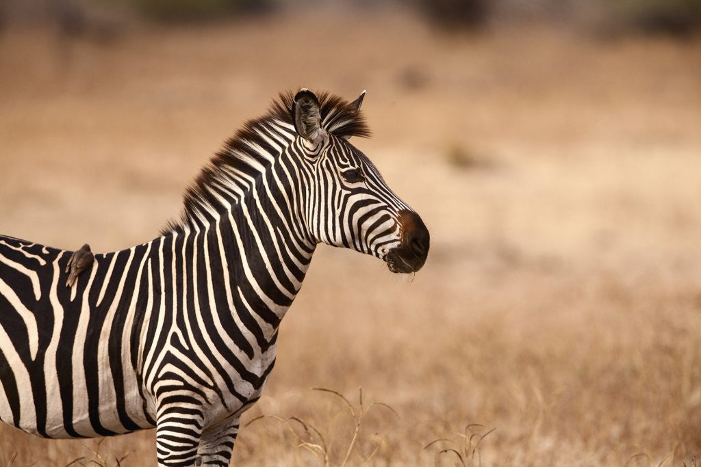 Detail of Crawshay's zebra by Anonymous