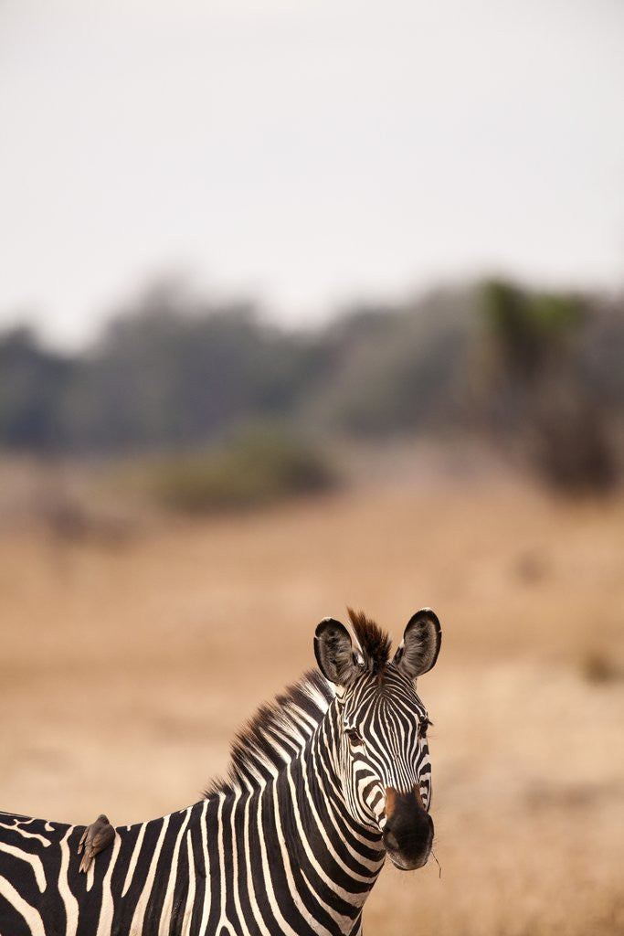 Crawshay's zebra by Corbis