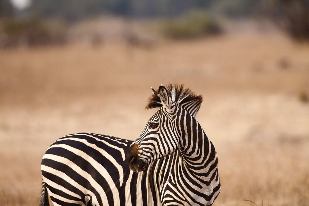 Detail of Crawshay's zebra by Anonymous