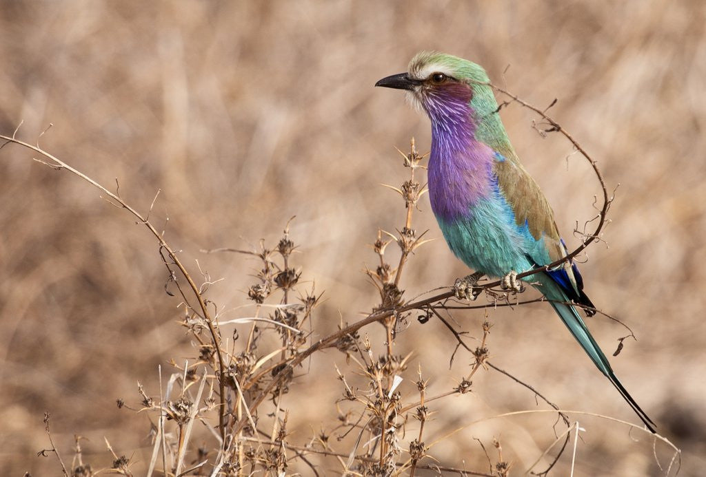 Detail of Lilac-breasted Roller by Anonymous