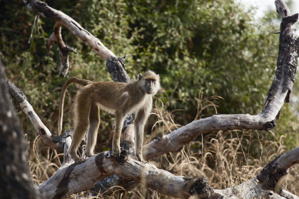 Detail of Kinda Baboon by Anonymous