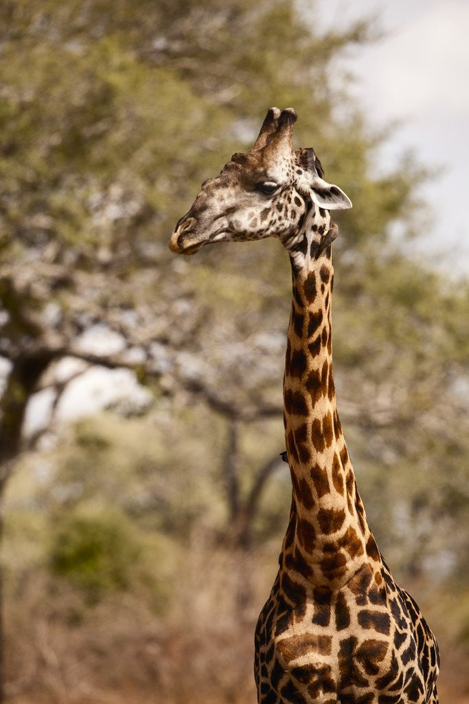 Detail of Endemic Thornicroft Giraffe by Anonymous