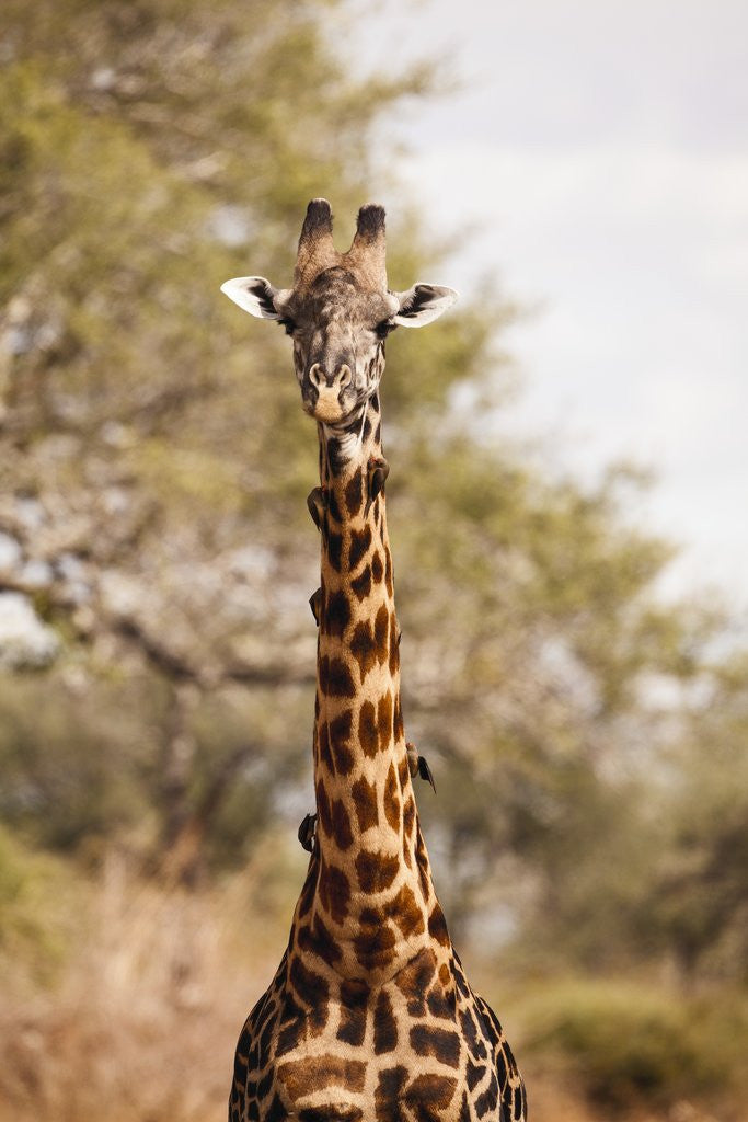 Detail of Endemic Thornicroft Giraffe by Anonymous