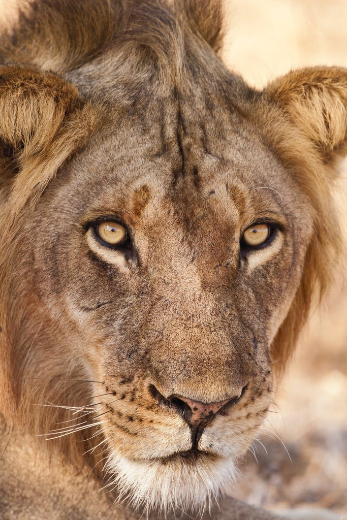 Detail of Young Male Lion (Panthera leo) by Anonymous