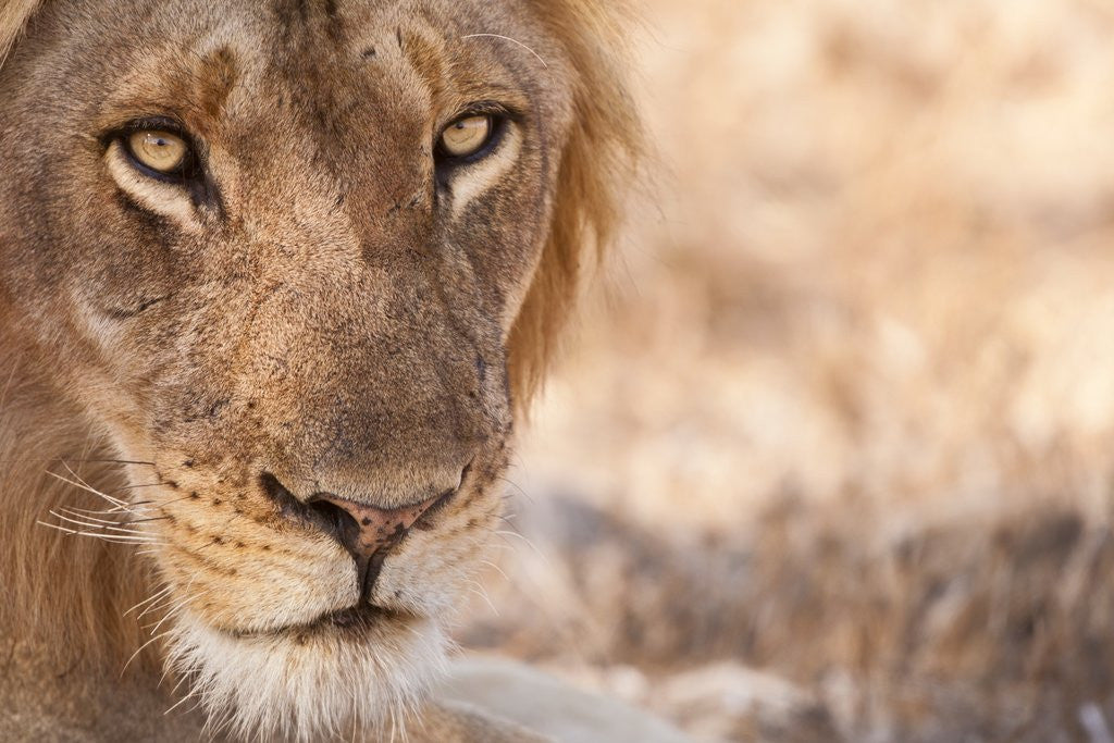 Detail of Young Male Lion (Panthera leo) by Anonymous
