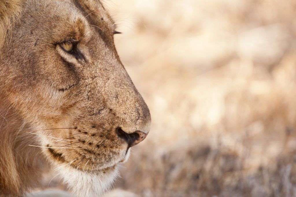 Detail of Young Male Lion (Panthera leo) by Anonymous