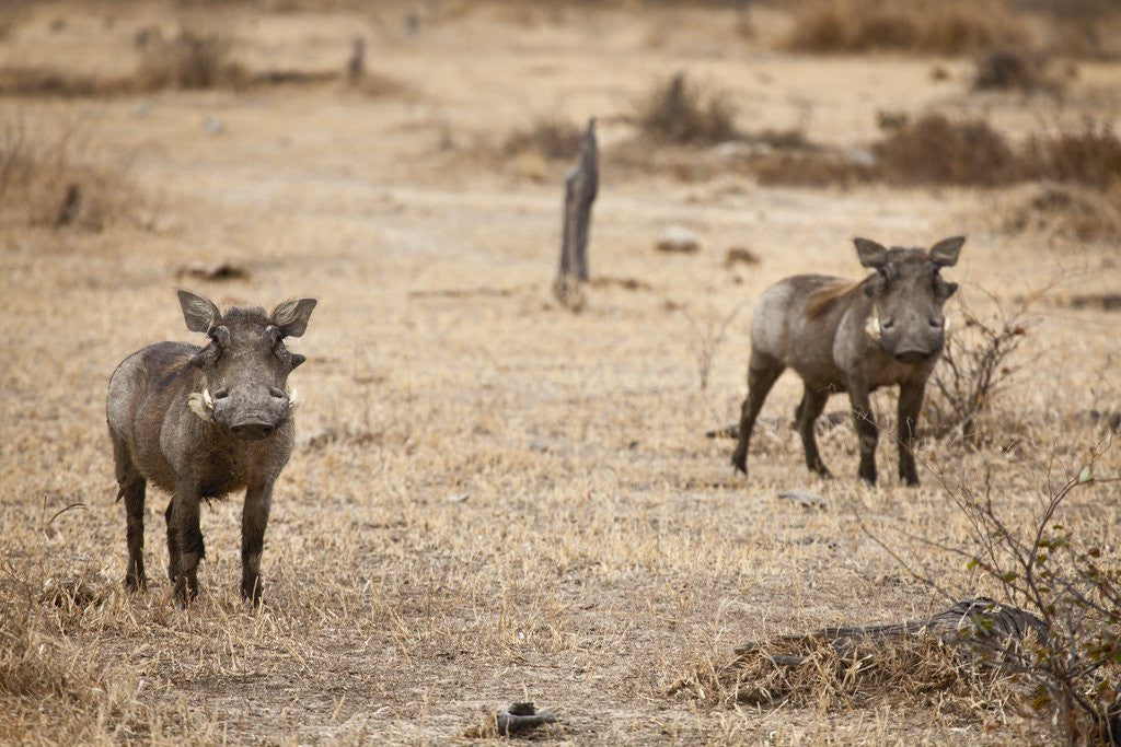 Detail of Young Warthogs by Anonymous