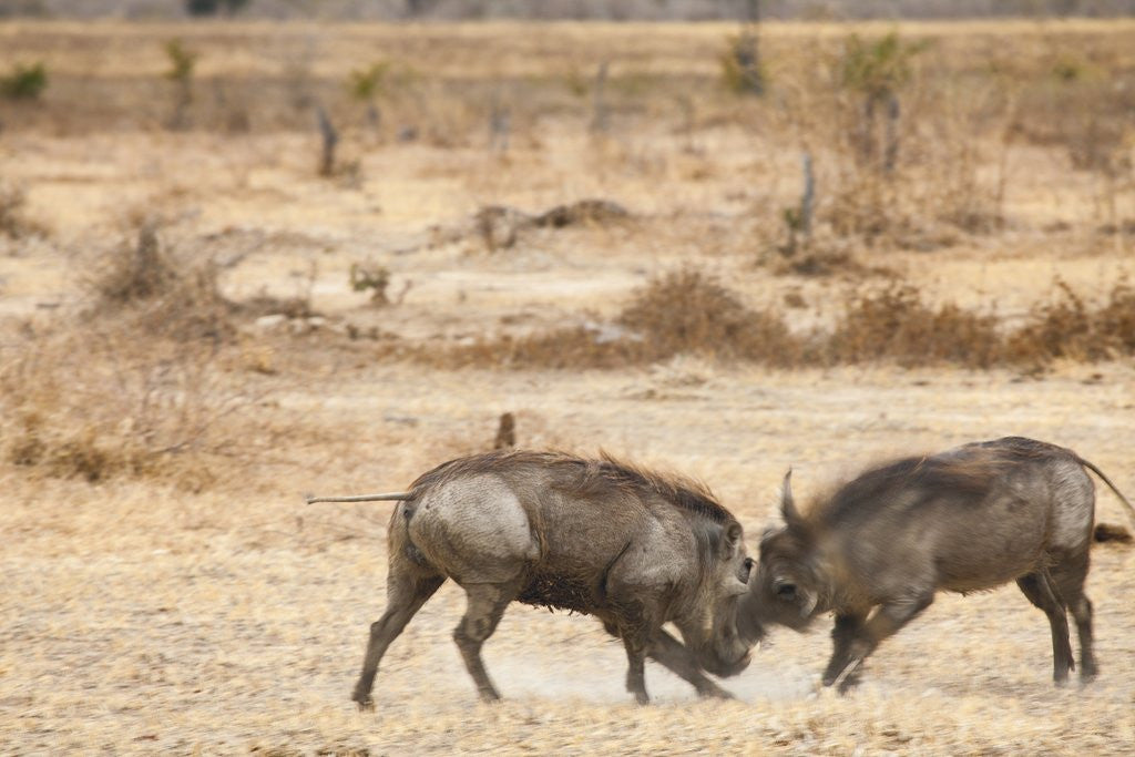 Detail of Young Warthogs Sparring by Anonymous