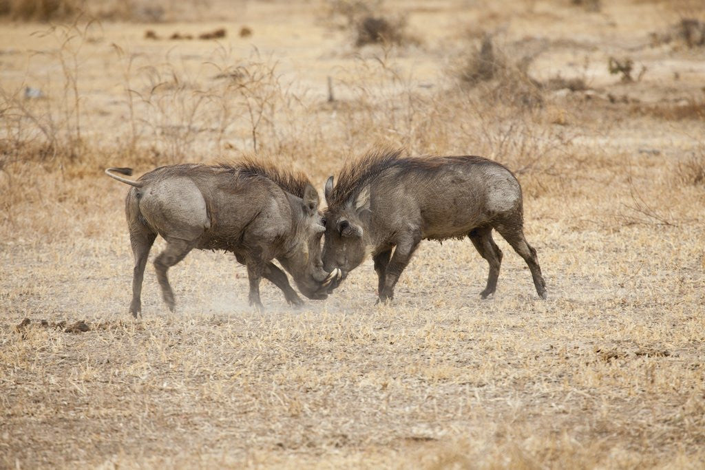 Detail of Young Warthogs Sparring by Anonymous