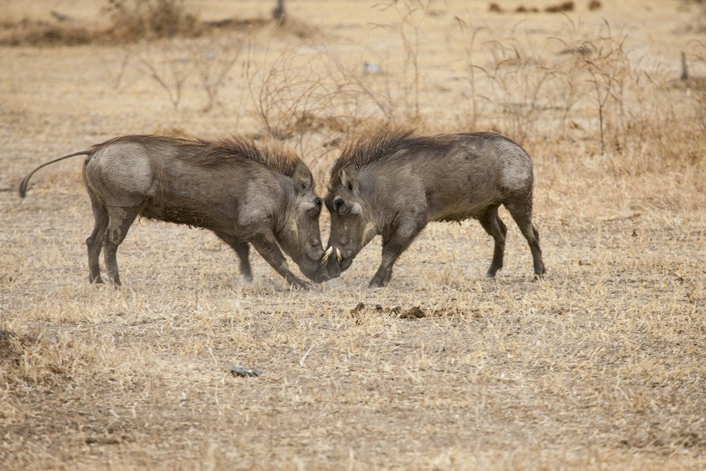 Detail of Young Warthogs Sparring by Anonymous