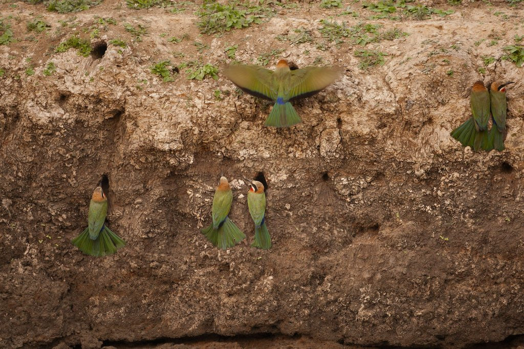 Detail of White-fronted Bee Eaters by Anonymous