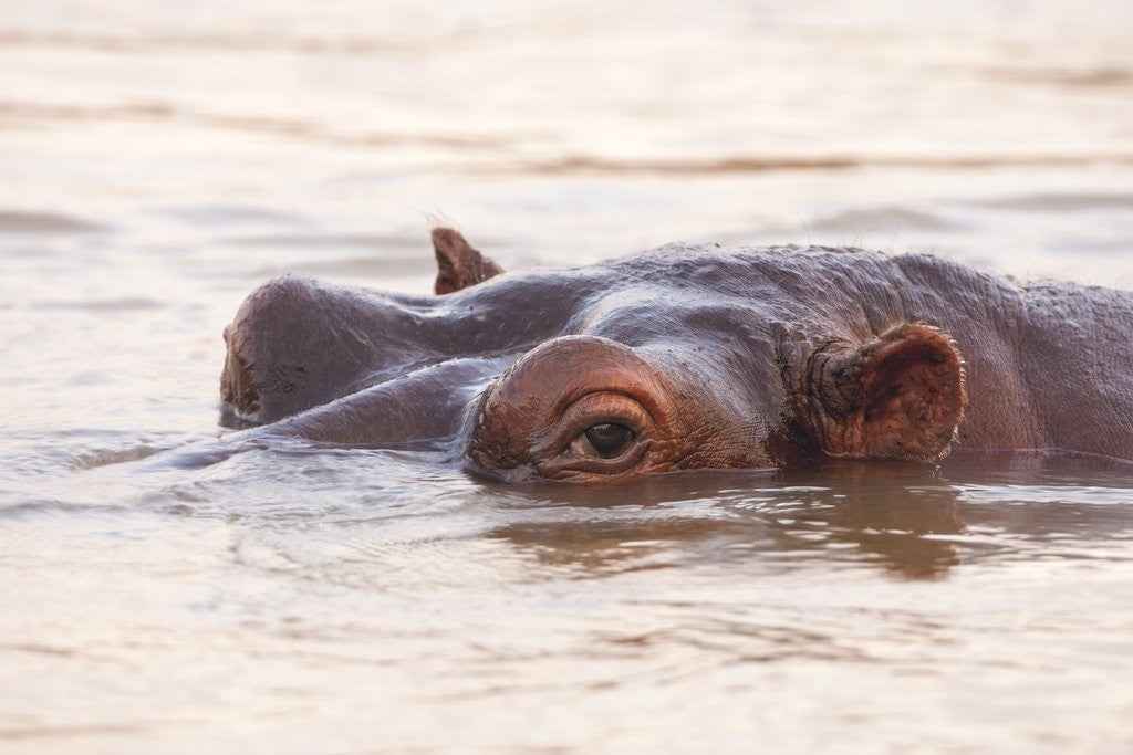 Detail of Hippopotamus by Anonymous
