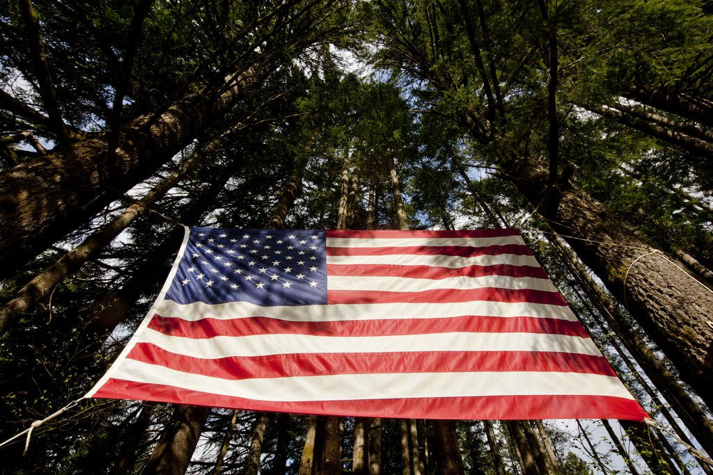 Detail of American Flag in Forest, Washington by Anonymous