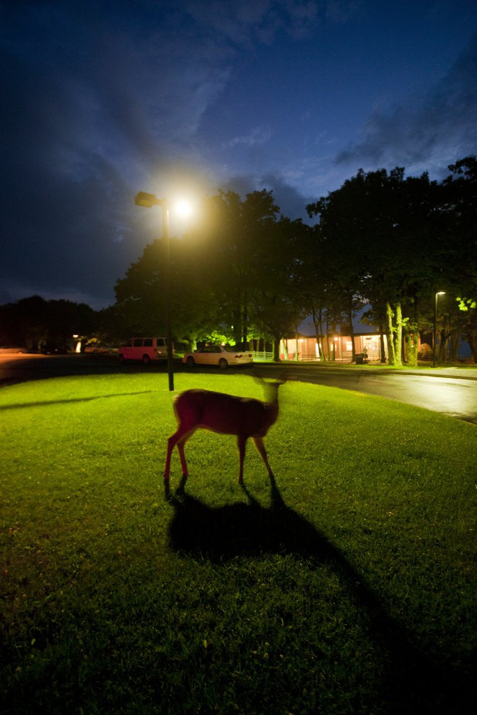 Detail of White-Taiiled Deer, Skyline Drive, Shenandoah National Park, Virginia by Anonymous