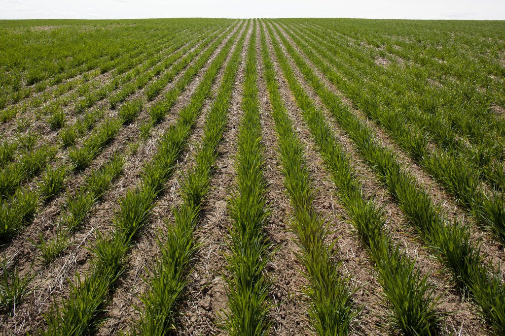 Detail of Winter Wheat, Waterville, Washington by Anonymous
