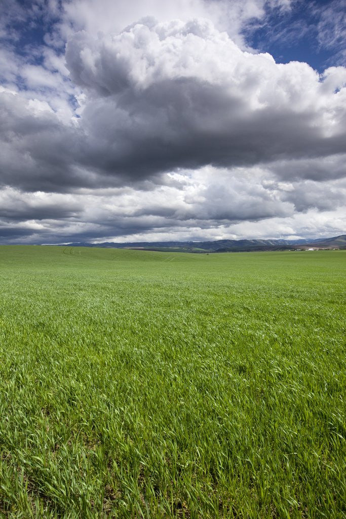 Detail of Spring Wheat Field, Walla Walla, Washington by Anonymous