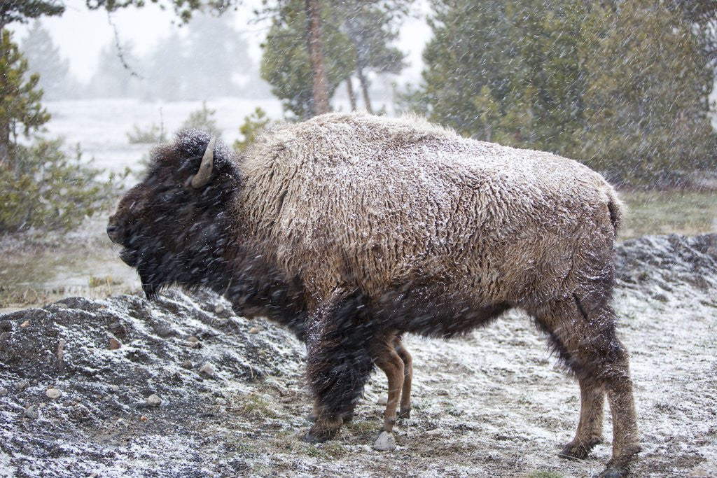 Detail of Bison, Yellowstone National Park, Wyoming by Anonymous