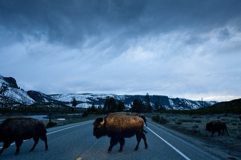 Detail of Bison Herd, Yellowstone National Park, Wyoming by Anonymous