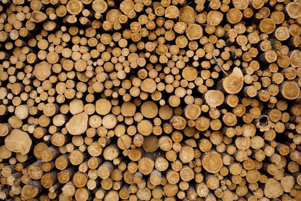 Detail of Log Pile at Sawmill, Gulliver, Michigan by Anonymous