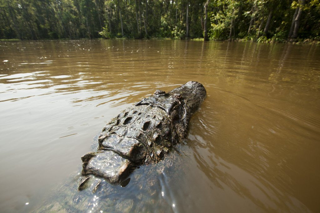 Detail of Alligator, Honey Island Swamp, Louisiana by Anonymous