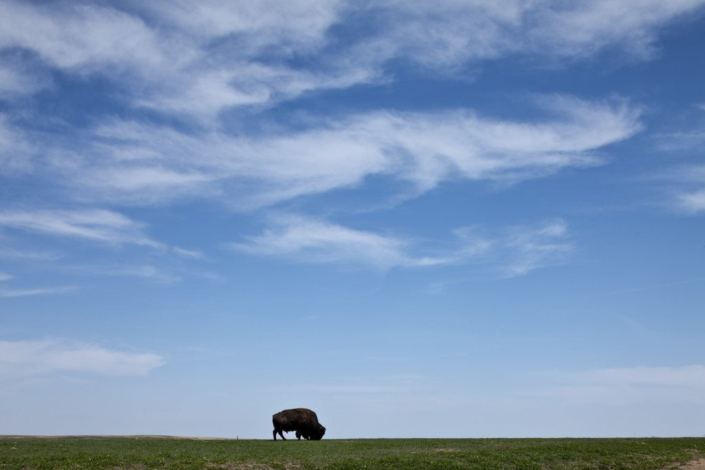 Detail of Bison, Badlands National Park, South Dakota by Anonymous