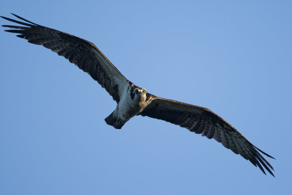 Detail of Osprey, Acadia National Park, Maine by Anonymous