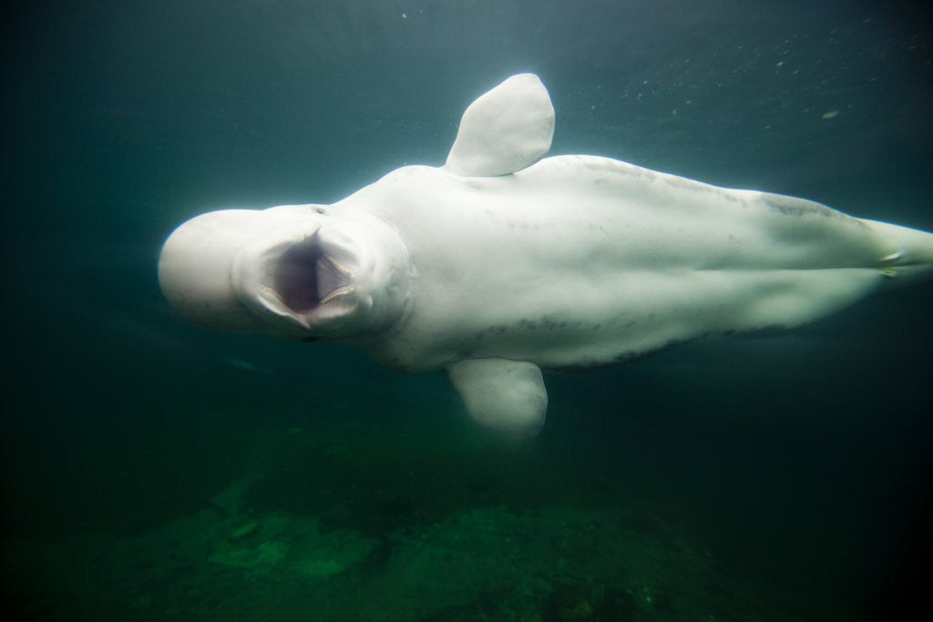 Detail of Beluga Whale, Mystic Aquarium, Connecticut by Anonymous