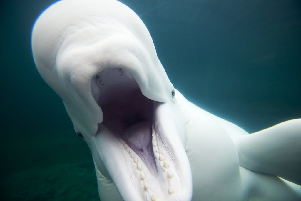 Detail of Beluga Whale, Mystic Aquarium, Connecticut by Anonymous