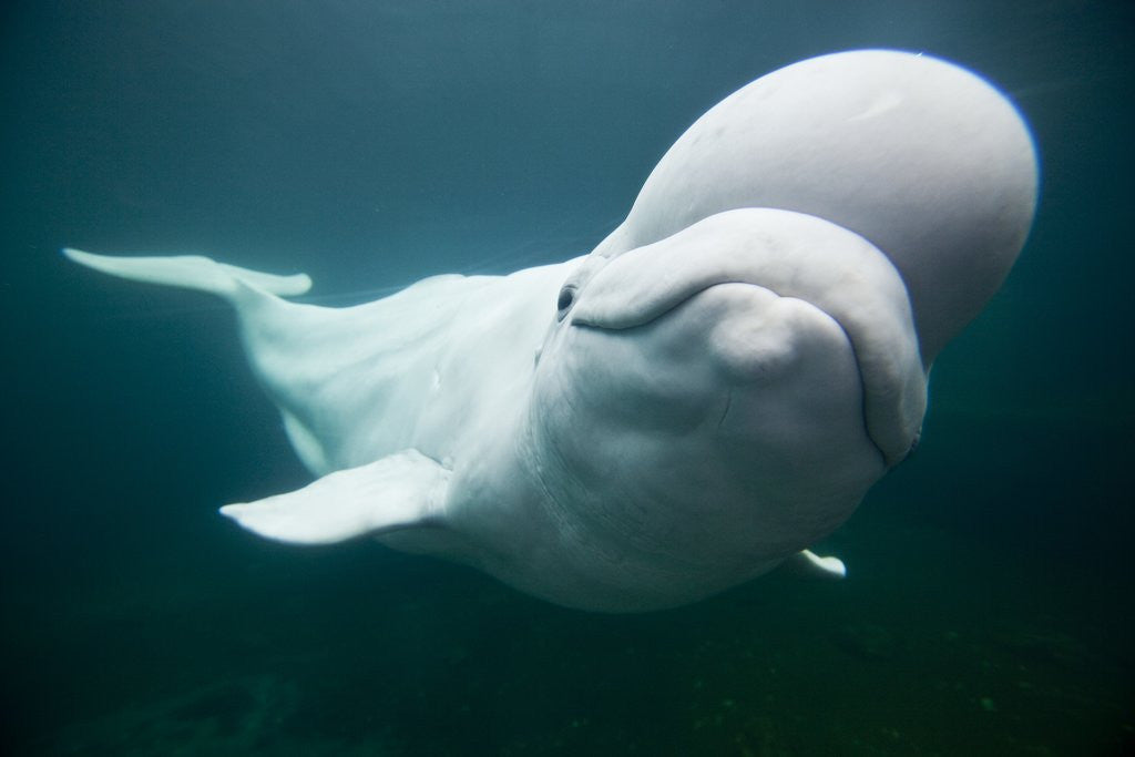 Detail of Beluga Whale, Mystic Aquarium, Connecticut by Anonymous