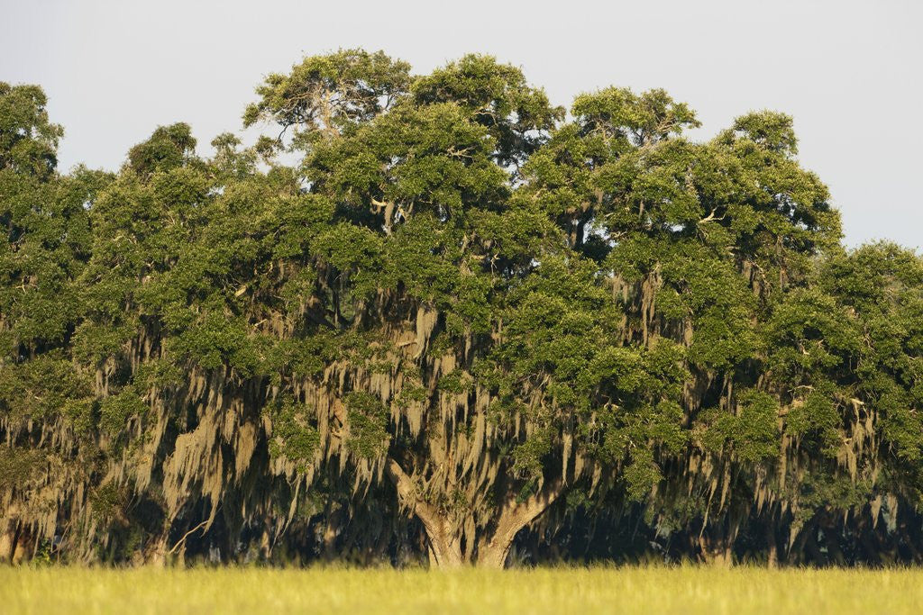 Detail of Spanish Moss, Pineland, Florida by Corbis