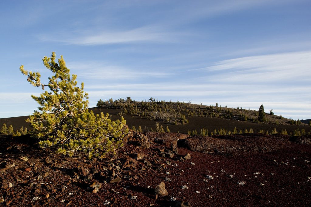 Detail of Volcanic Lava Fields, Craters of the Moon National Monument, Idaho by Anonymous