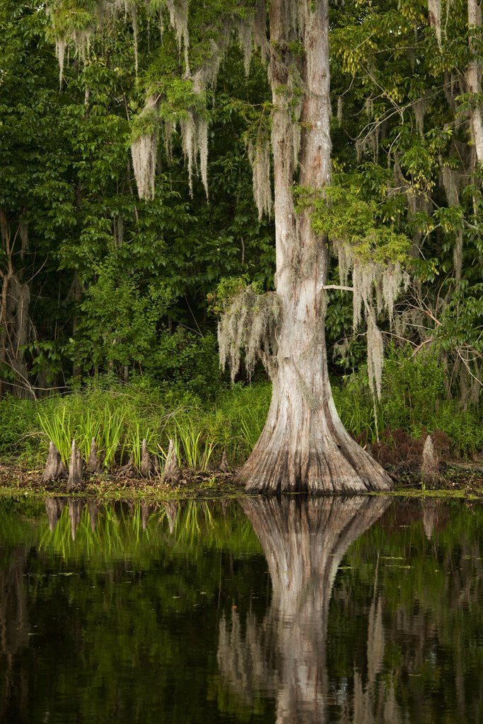 Detail of Bayou, New Orleans, Louisiana by Anonymous