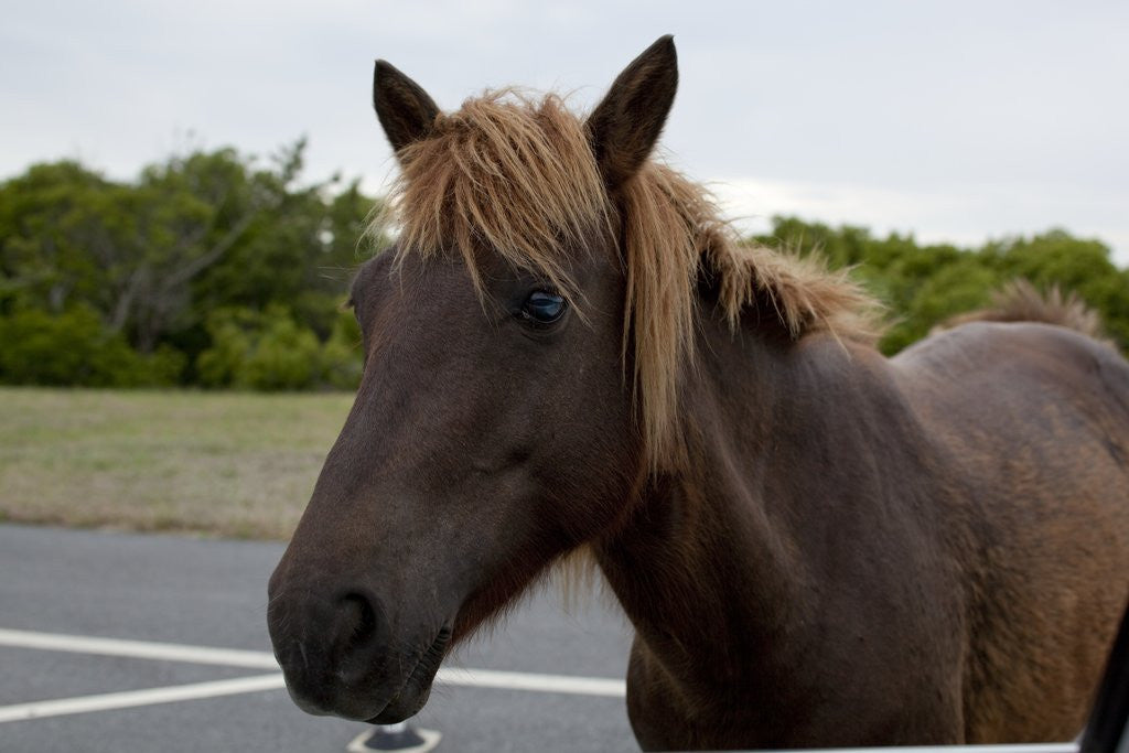 Detail of Wild Horses by Anonymous