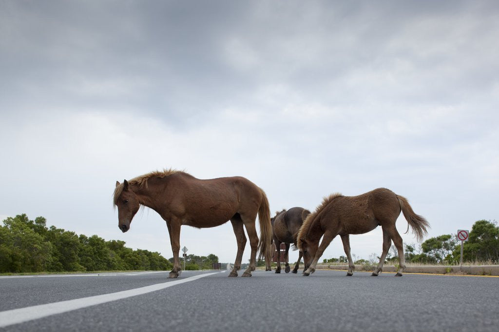 Detail of Wild Horses by Anonymous