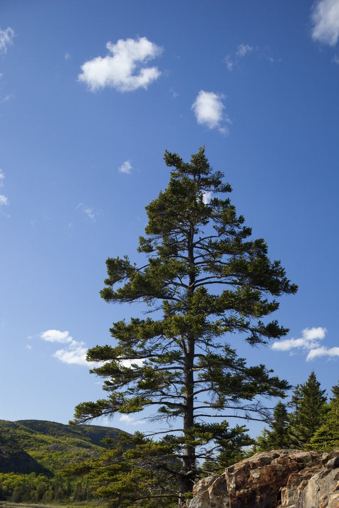 Detail of Atlantic Coastline, Acadia National Park, Maine by Anonymous