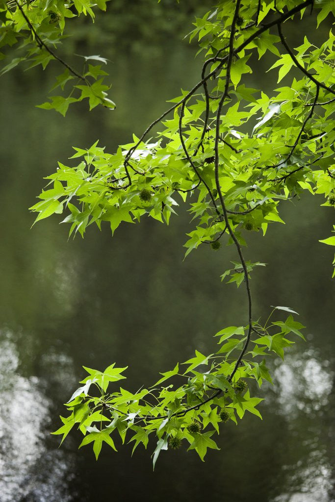 Detail of Dismal Swamp State Park, North Carolina by Anonymous