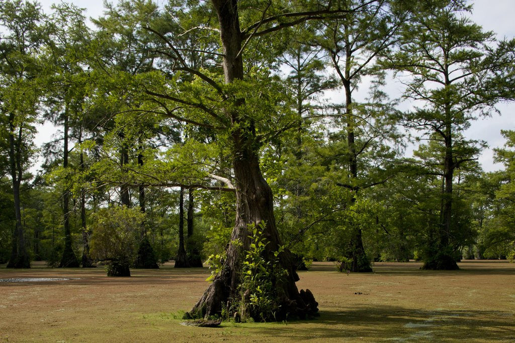 Detail of Merchants Millpond State Park, North Carolina by Anonymous
