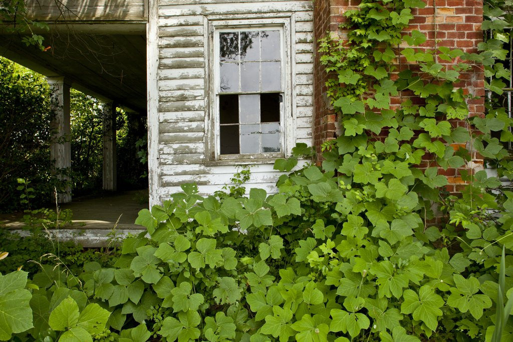 Detail of Abandoned Farmhouse, Armour, North Carolina by Anonymous
