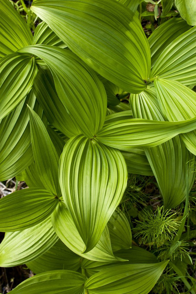 Detail of Forest Vegetation, White Mountains, New Hampshire by Anonymous