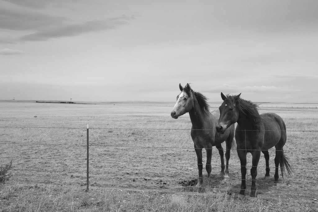 Detail of Horse in High Desert, Trujillo, New Mexico by Anonymous