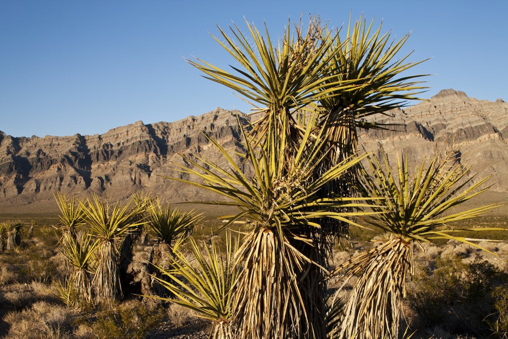 Detail of Joshua Tree, Delamar, Nevada by Anonymous