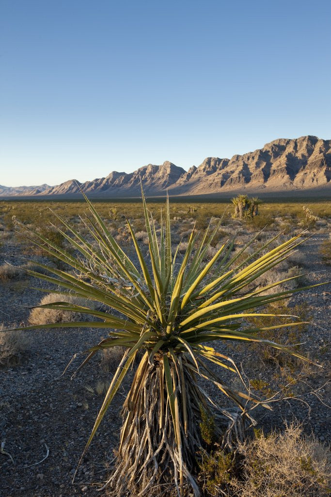 Detail of Joshua Tree, Delamar, Nevada by Anonymous